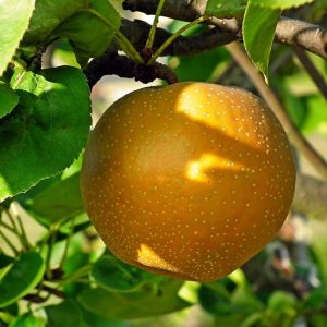 Chojuro Asian Pear