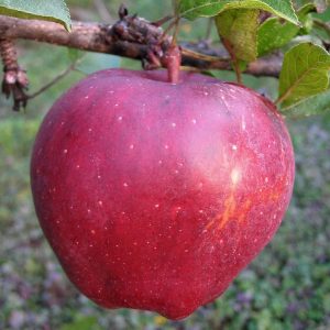 Cinnamon Spice Apple