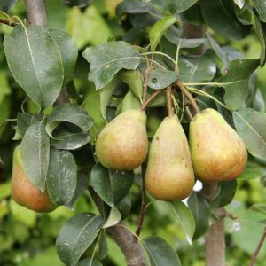 Common Pear (Bartlett Seedling)