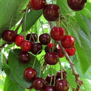 Compact Stella Cherry