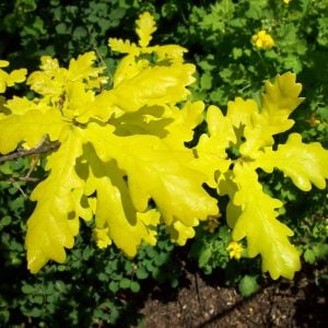 Concordia Oak