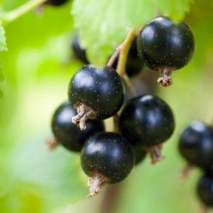 Consort Black Currant