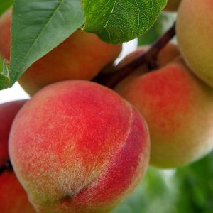 Contender Peach