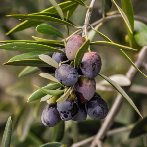 Coratina olive