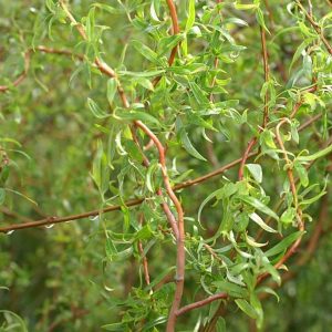 Corkscrew Willow