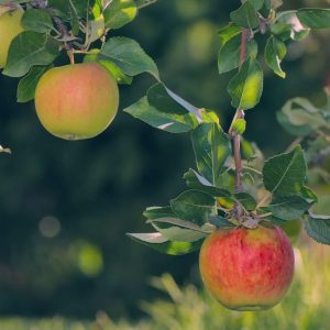 Cortland Apple