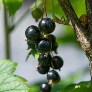 Crandall Black Currant