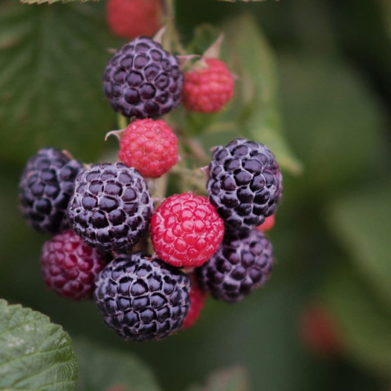 Cumberland Black Raspberry
