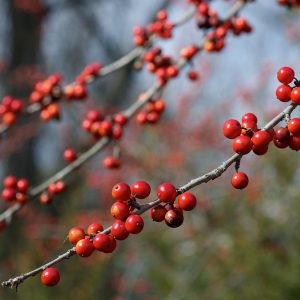 Deciduous Holly