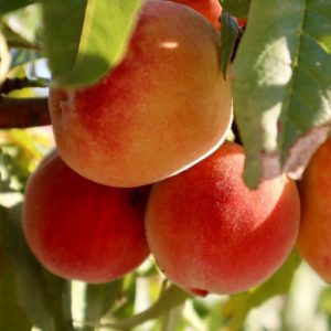 Dixieland Peach