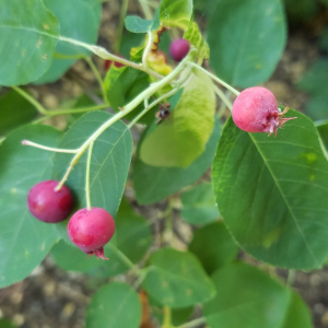 Downy Serviceberry