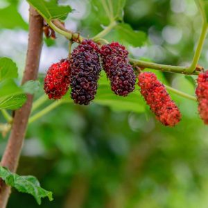 Fruit Trees For Zone 8 - Heat-Tolerant Varieties For Warm