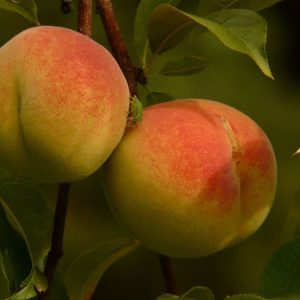 Early Amber Peach