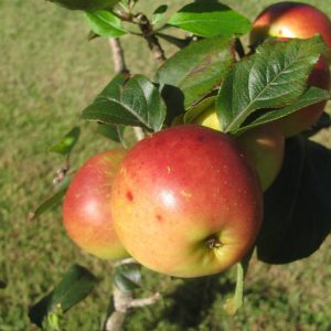 Ein-Shemer Apple