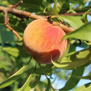 Elberta Peach