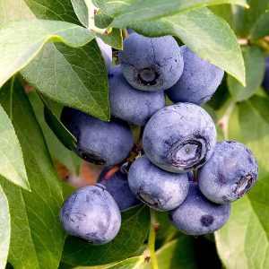 Elliott Blueberry