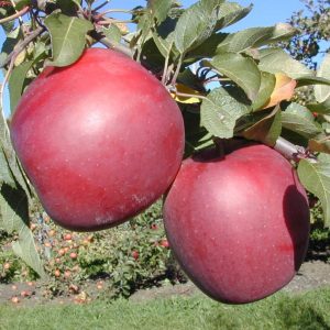 Enterprise Apple