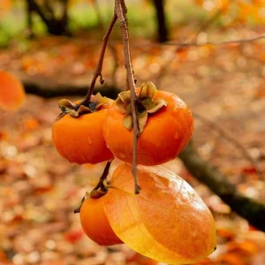 Eureka Persimmon