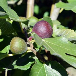 Fignomenal Fig