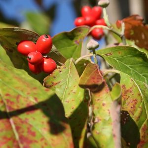 Flowering Dogwood