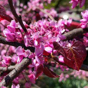 Forest Pansy Redbud