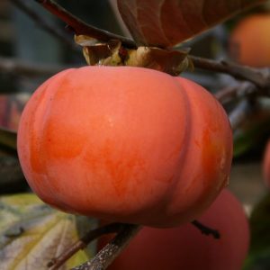 Fuyu Persimmon