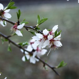 Gabe Nanking White Cherry