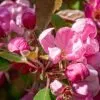 Gladiator-Crabapple-Tree-2.jpg Gladiator Crabapple