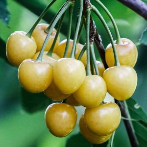 Gold Cherry