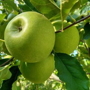 Granny Smith Apple
