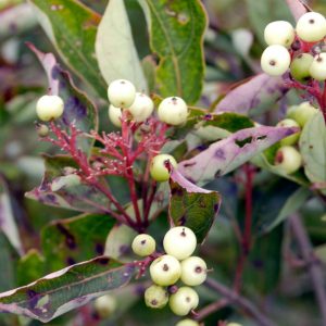 Gray Dogwood