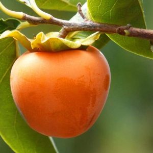 Hachiya Persimmon