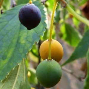 Hackberry