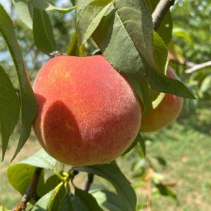 Harvester Peach