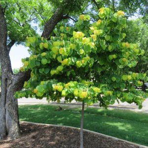 Hearts of Gold Redbud