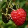 Heritage-Red-Raspberry-1.jpg Heritage Raspberry