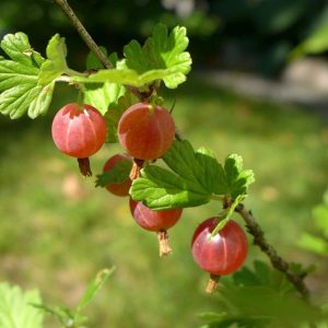 Hinnomaki Red Gooseberry