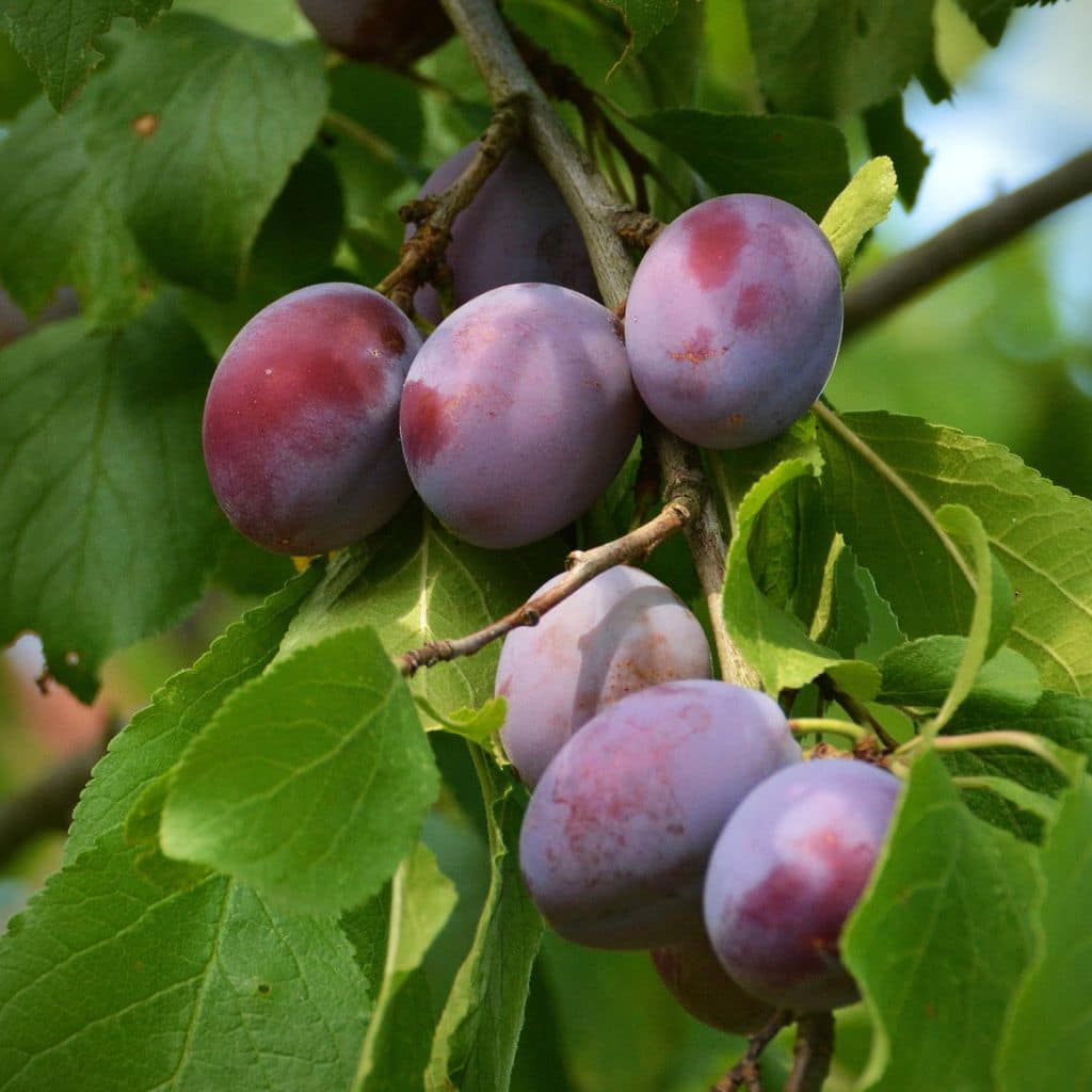 Hollywood Plum Tree For Sale 45ft Bareroot Organic