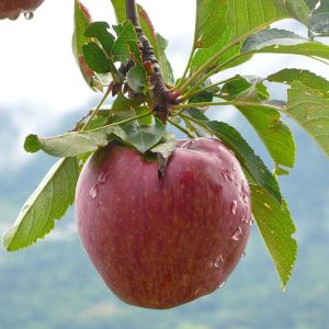 Honeycrisp Apple