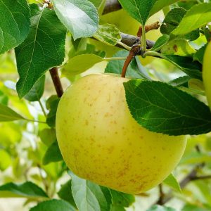 Honeygold Apple