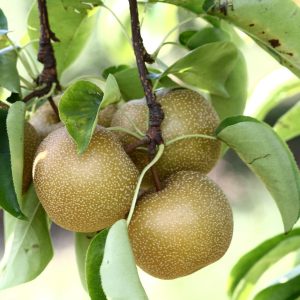 Hosui Asian Pear