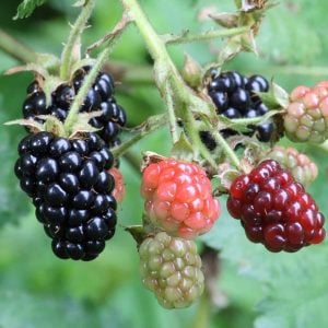Hull Blackberry