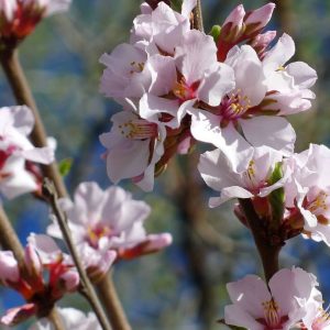 Ian Nanking White Cherry