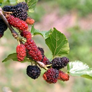 Illinois Everbearing Mulberry