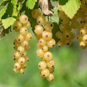 Imperial White Currant