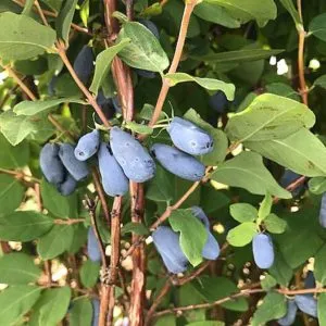 Indigo Gem Honeyberry
