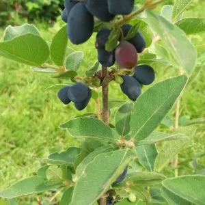 Indigo Treat Honeyberry