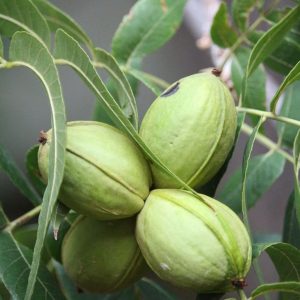 Jackson Pecan