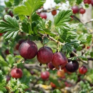 Jeanne Gooseberry