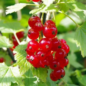 Jonkheer Van Tets Currant